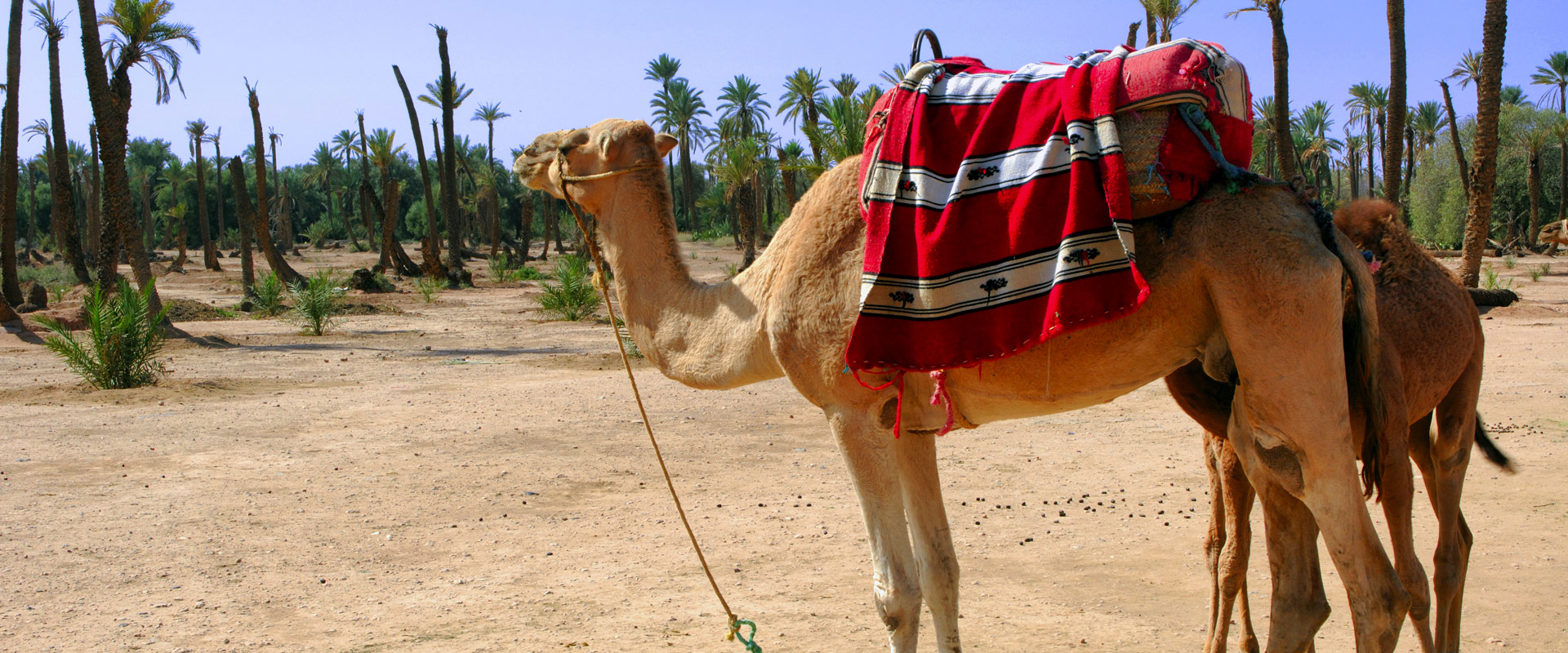 balade dromadaire a marrakech